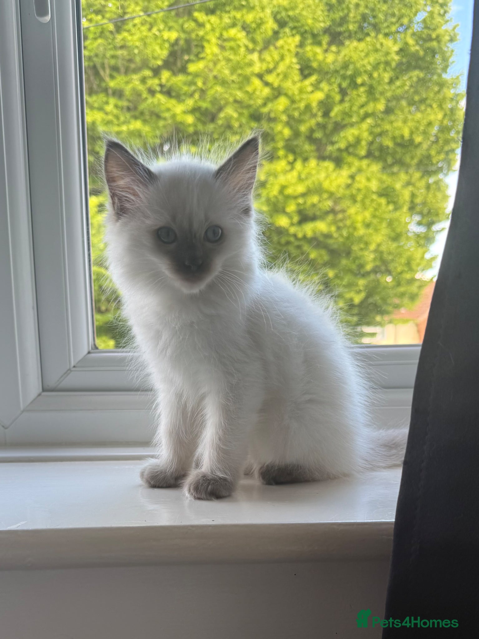 Ragdoll cats READY NOW gorgeous ragdoll kittens  - Advert 14