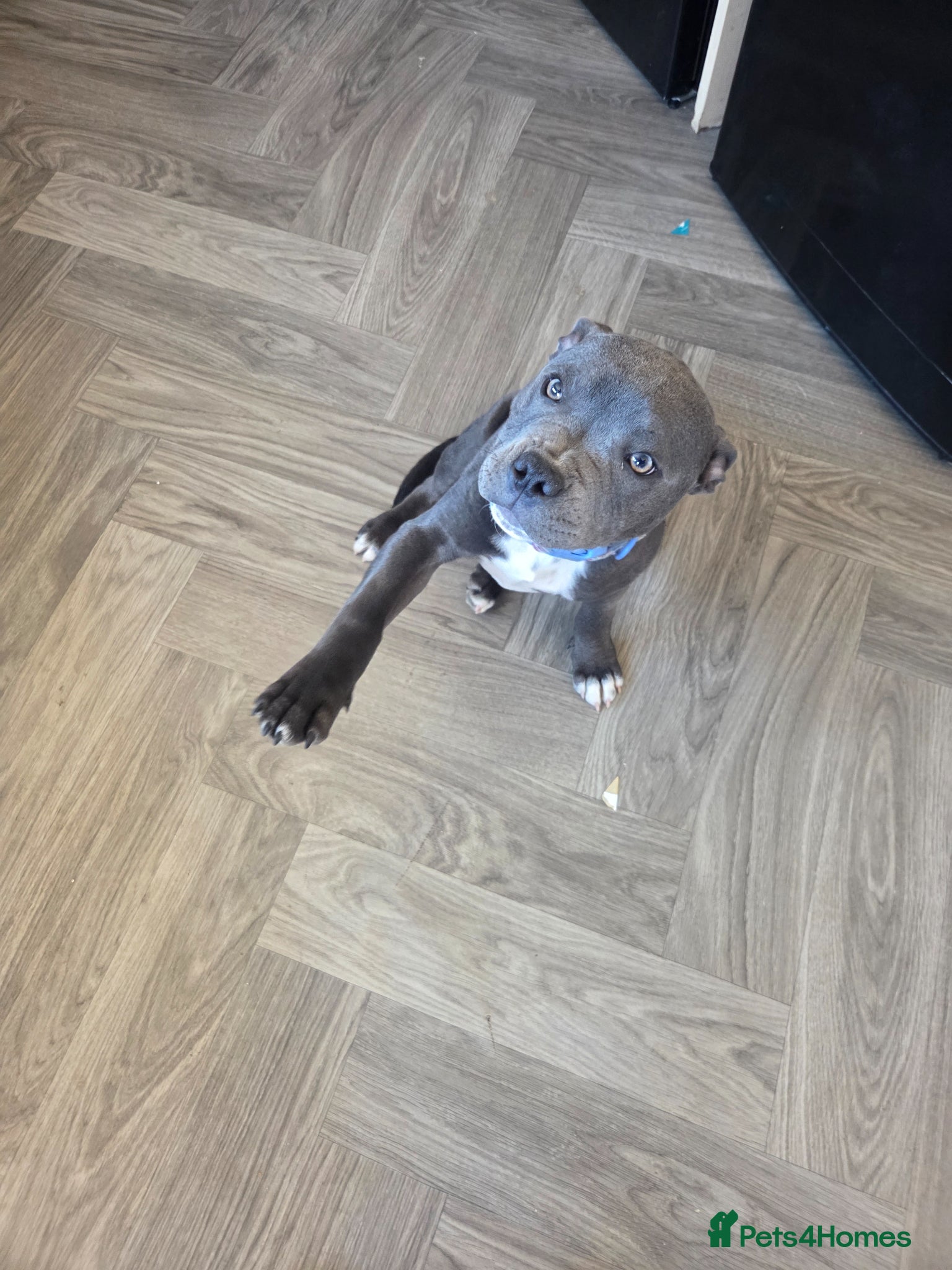 Staffordshire Bull Terrier dogs Royal regiment blue male staffie 💫 - Advert 15