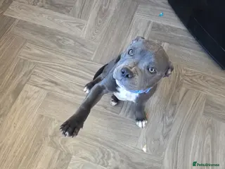 Staffordshire Bull Terrier dogs Royal regiment blue male staffie 💫 - Advert 15