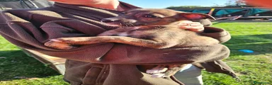Lurcher 4