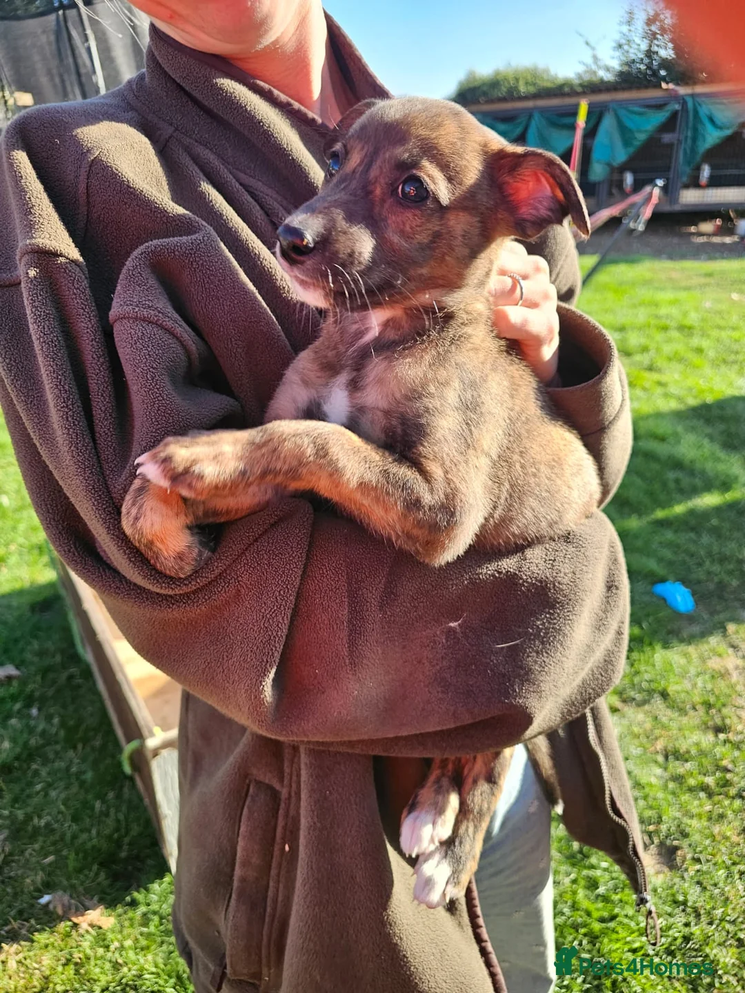 Lurcher dogs for sale: Lurcher Puppies  - Advert 2