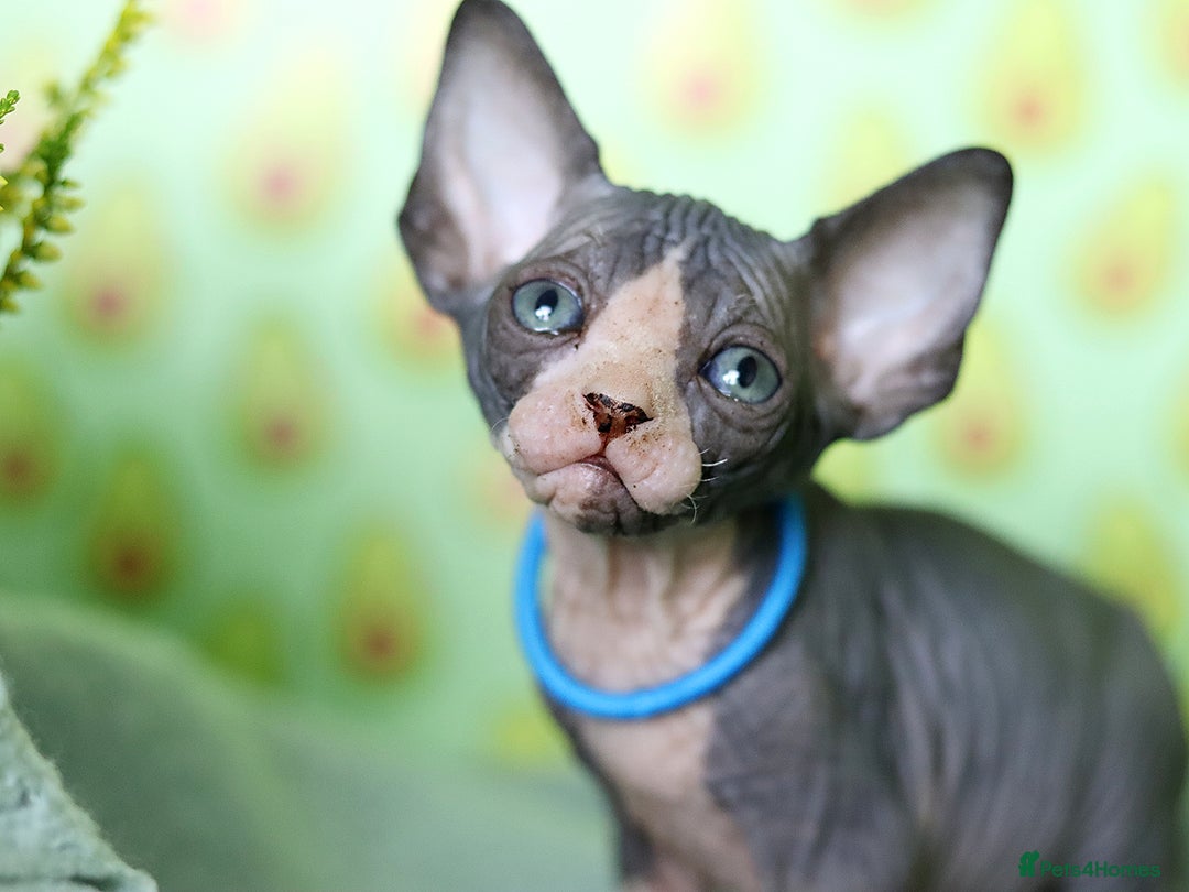 Sphynx cats for sale: Bloodline Sphynx Kittens  - Image 7