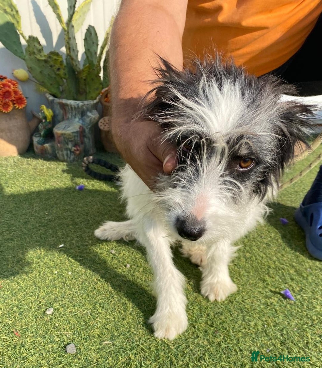 Mixed Breed dogs for adoption: Beautiful & Gentle KATALYA - for a Loving Home - Image 3