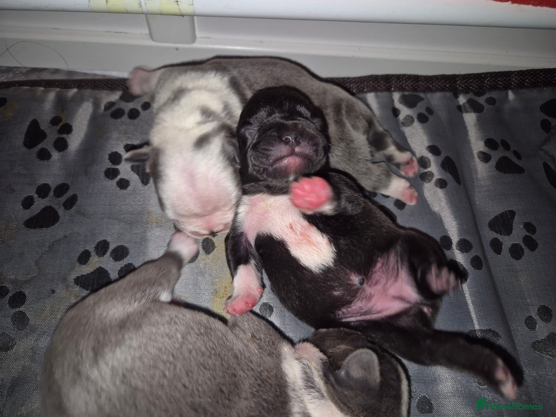 French Bulldog dogs for sale: Blue pied frenchbulldog puppies - Advert 12