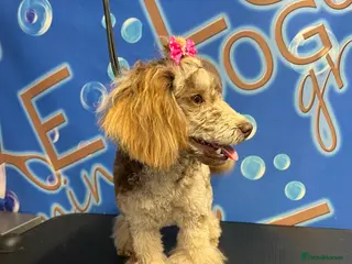 Toy Poodle dogs Chocolate Merle Toy Poodle Stud PROVEN in Doncaster - Advert 3