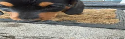 Miniature Dachshund dogs for sale: Beautiful miniature dachshund puppies - Advert 23