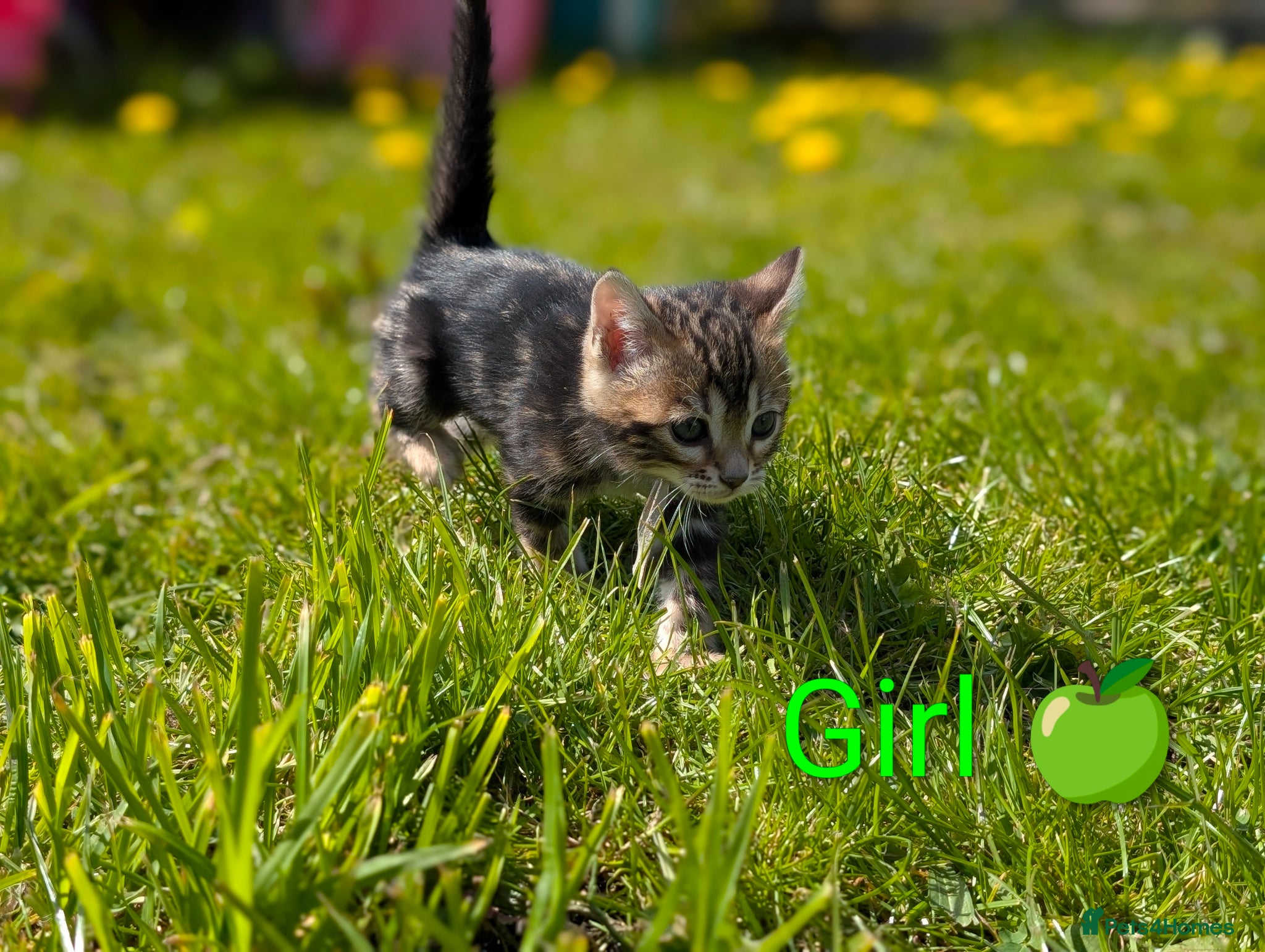 Bengal cats TICA Glitter Bengals|High Contrast|Health tested ✨ - Advert 1