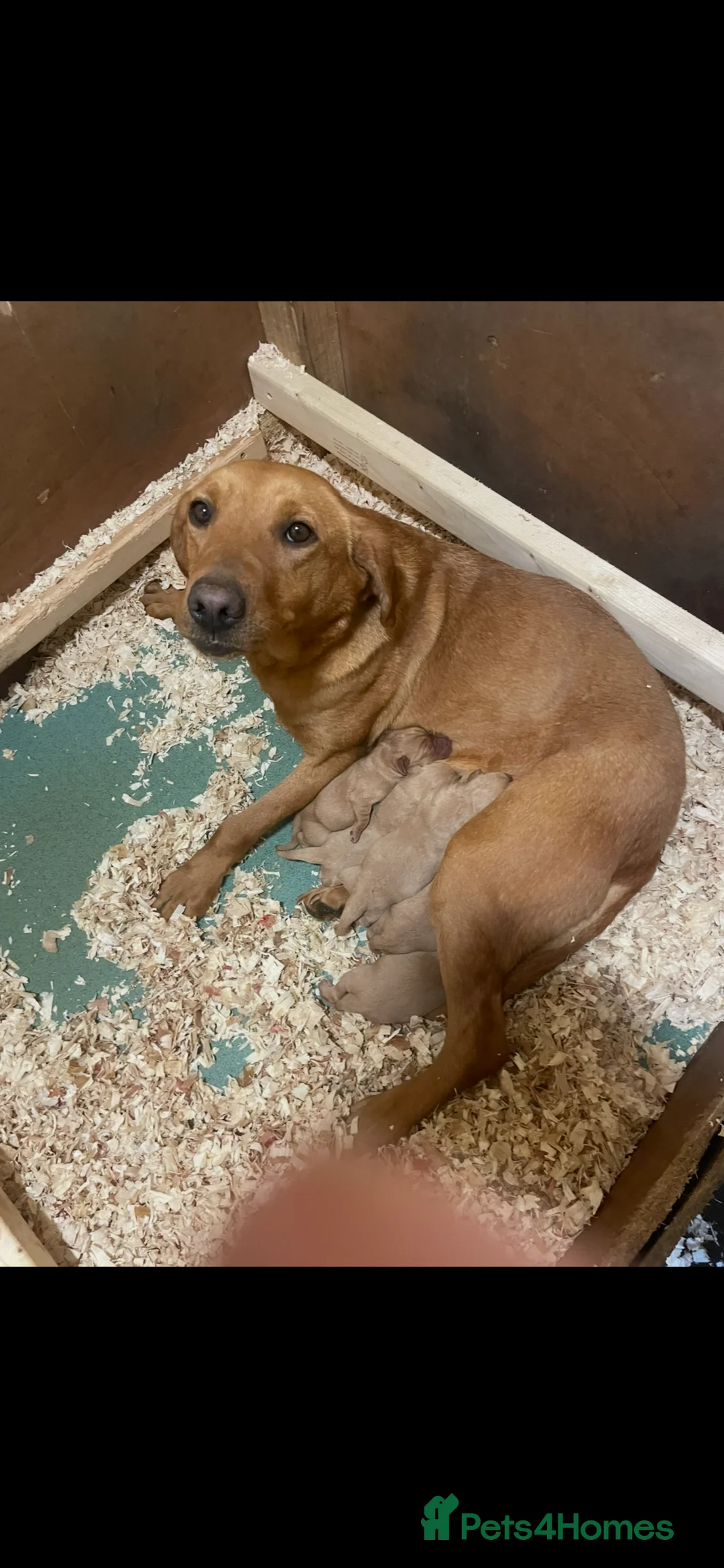 Labrador Retriever dogs for sale: Labrador puppies in Darlington - Advert 2