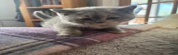 British Shorthair cats for sale: Stunning blue and cream bsh tortie GCCF reg!  - Advert 3