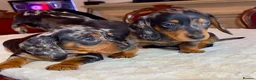 Miniature Dachshund dogs for sale: dachshunds puppies  - Advert 5