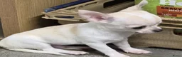 Chihuahua dogs for sale: Precious Paws, Bright Personalities—Chihuahuas in Manchester - Advert 9
