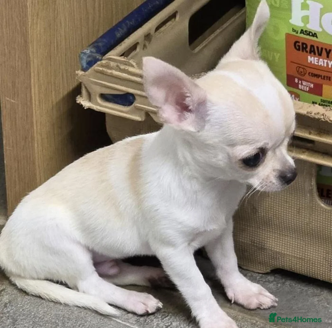Chihuahua dogs for sale: Precious Paws, Bright Personalities—Chihuahuas in Manchester - Advert 9