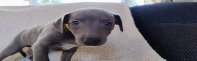 Whippet 5