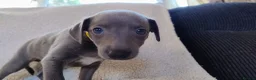 Whippet dogs for sale: Whippet KC Registered - (Solid) Blue Puppies in Wigan - Advert 5