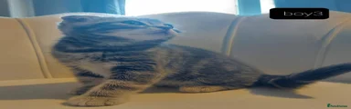British Shorthair 3