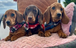 Miniature Dachshund dogs for sale: BEAUTIFUL KC REG & PRA CLEAR MINIS - 0% inbreeding - Image 1