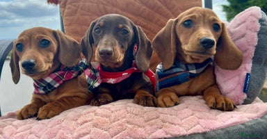 Miniature Dachshund dogs - Advert 12