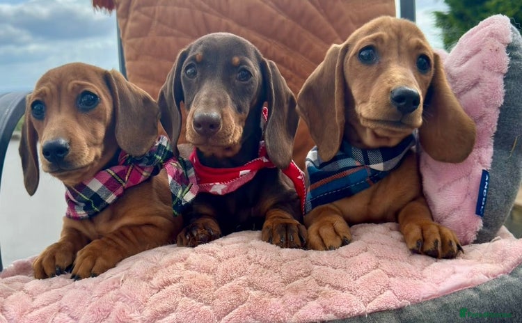 Miniature Dachshund dogs - Advert 2