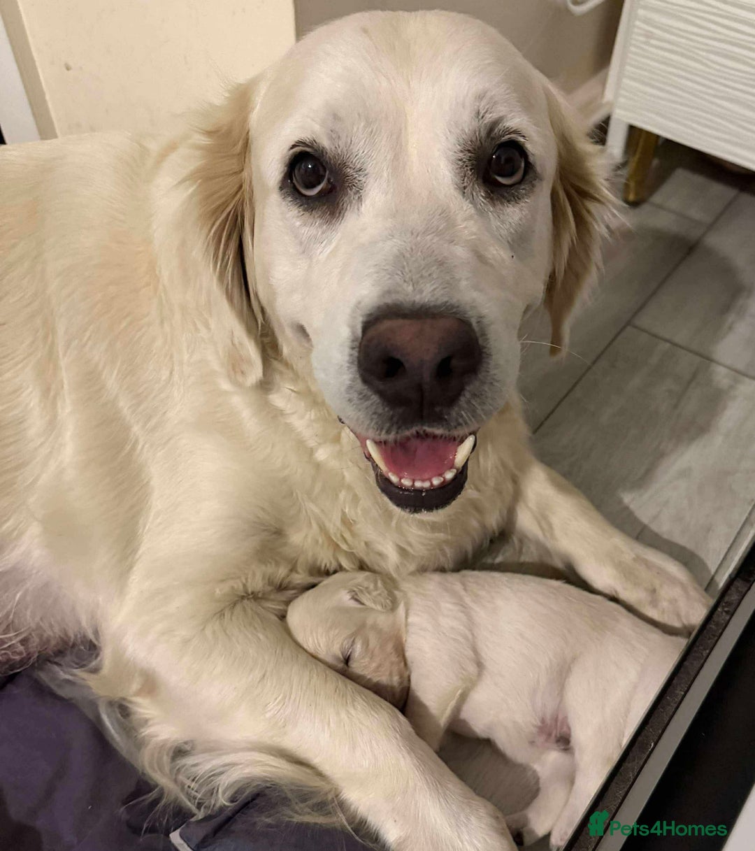 Golden Retriever dogs for sale: Golden Retriever Puppies 4 boys & 3 girls  - Image 5