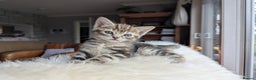 Mixed Breed cats for sale: Gorgeous kittens for sale £250 males £300 females - Advert 11