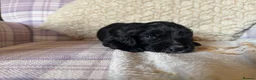 Cocker Spaniel dogs for sale: Cocker Spaniel puppies for sale - Advert 13