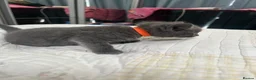 Mixed Breed cats for sale: Korat cross Kittens in Woodbridge - Advert 32