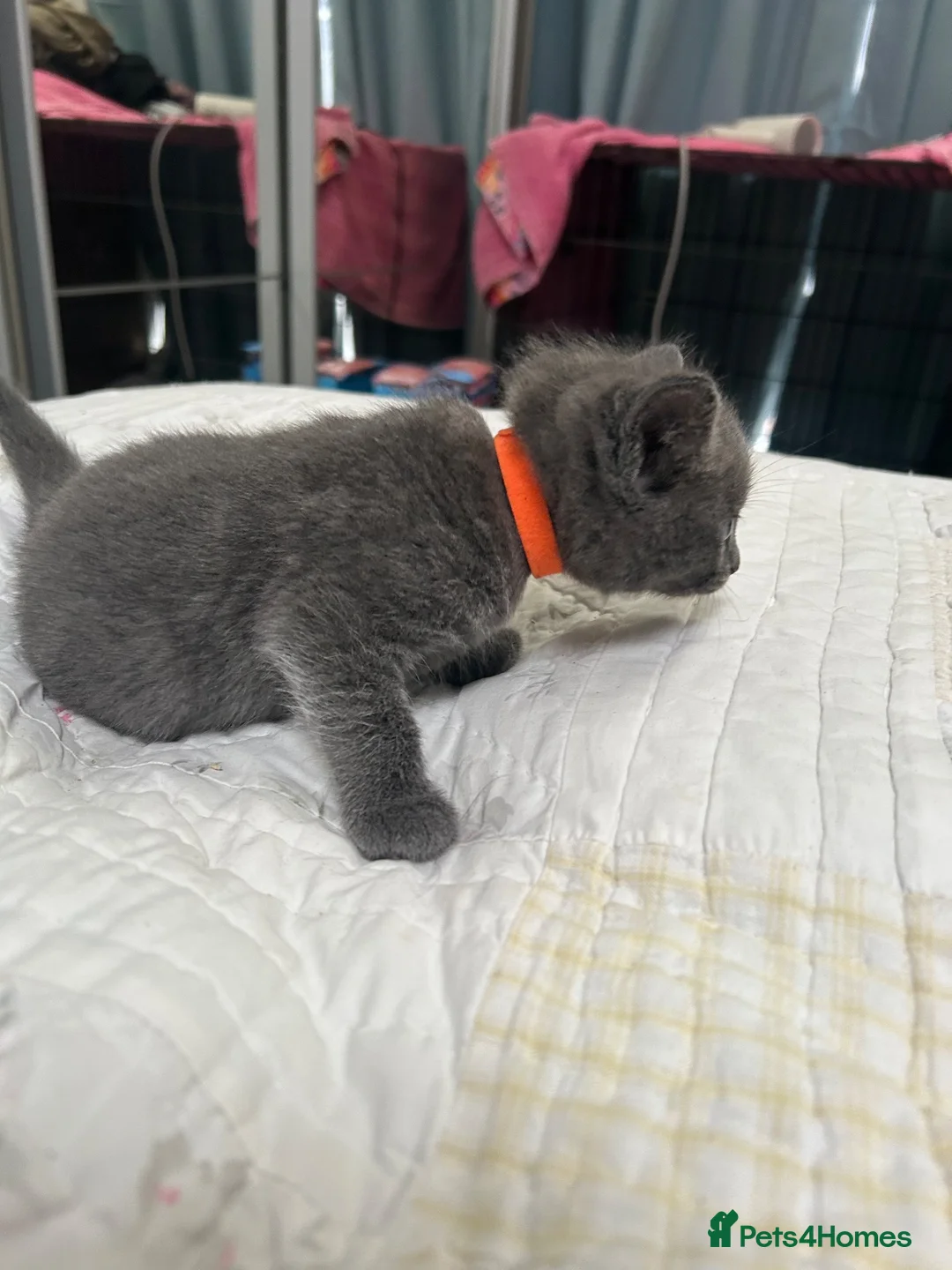 Mixed Breed cats for sale: Korat cross Kittens in Woodbridge - Advert 32
