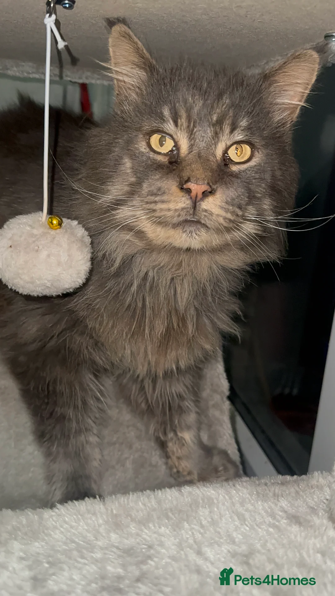 Maine Coon cats for sale: Huge TICA ACTIVE CHAMPIONSHIP BREEDING MALE - Advert 4