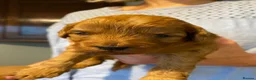 Cavapoo dogs for sale: Cavapoo puppies. Devon  in Chulmleigh - Advert 6