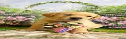 Labrador Retriever dogs for sale: KC PUPPY HUTCH  - Advert 7