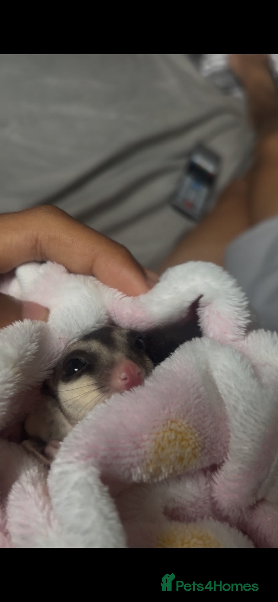 Sugar Glider rodents Female mosaic sugar glider (1) - Advert 1