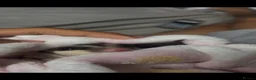 Sugar Glider rodents for sale: Female mosaic sugar glider (1) in Sheffield - Advert 1