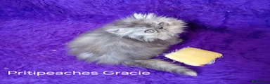 Gracie 