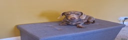 Miniature Dachshund dogs for stud: For stud my boy Dinky  in Alfreton - Advert 17