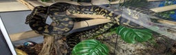 Python Snake reptiles for sale: Pythons for sale - Advert 2