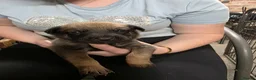Belgian Shepherd Dog dogs for sale: 🔥🔥LAMPAK9 🇧🇪  Belgian Malinois 🔥🔥 - Advert 21