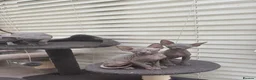 Sphynx cats for sale: Sphynx kittens  - Advert 15