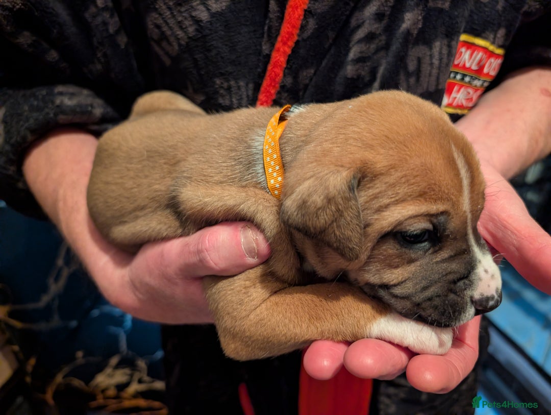 Mixed Breed dogs for sale: Staffy X pups  - Advert 31