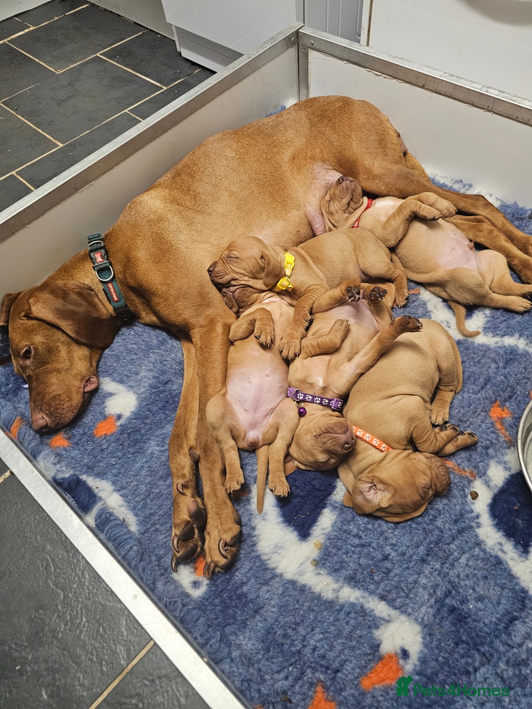 Hungarian Vizsla dogs for sale: Kc registered  - Advert 1