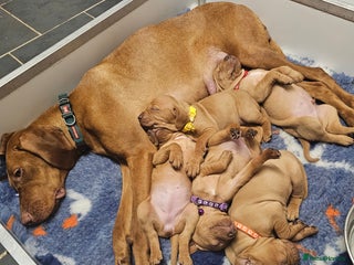 Hungarian Vizsla dogs Kc registered - Advert 7