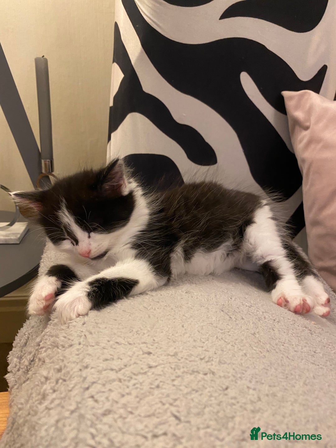 Mixed Breed cats for sale: Black/white shorthair female kitten  - Image 6