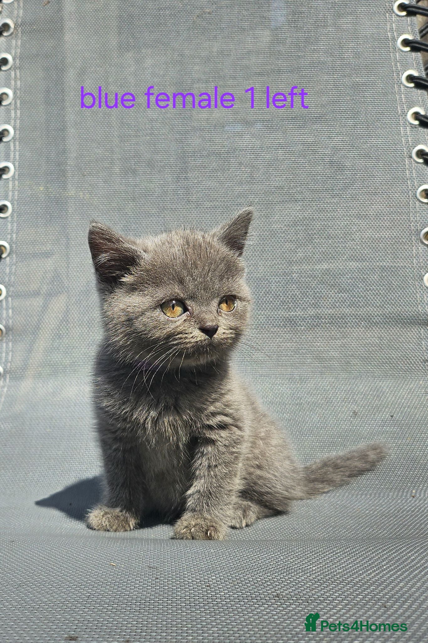 British Shorthair cats British blue shorthairs kittens pure pedigrees  - Advert 17
