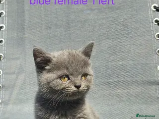 British Shorthair cats British blue shorthairs kittens pure pedigrees - Advert 17