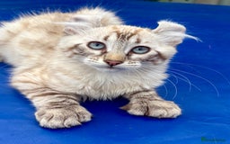 Savannah cats for sale: Breath taking rare girl - Image 9