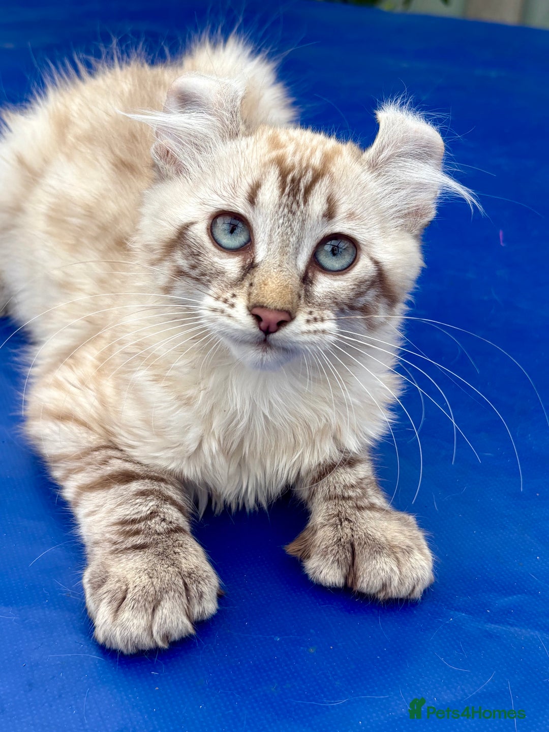 Savannah cats for sale: Breath taking rare girl - Image 9