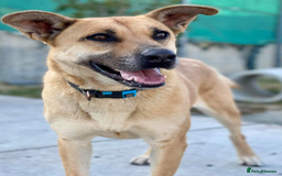 German Shepherd dogs for adoption: Kerry - the unluckiest dog at 2nd Chance - Image 1
