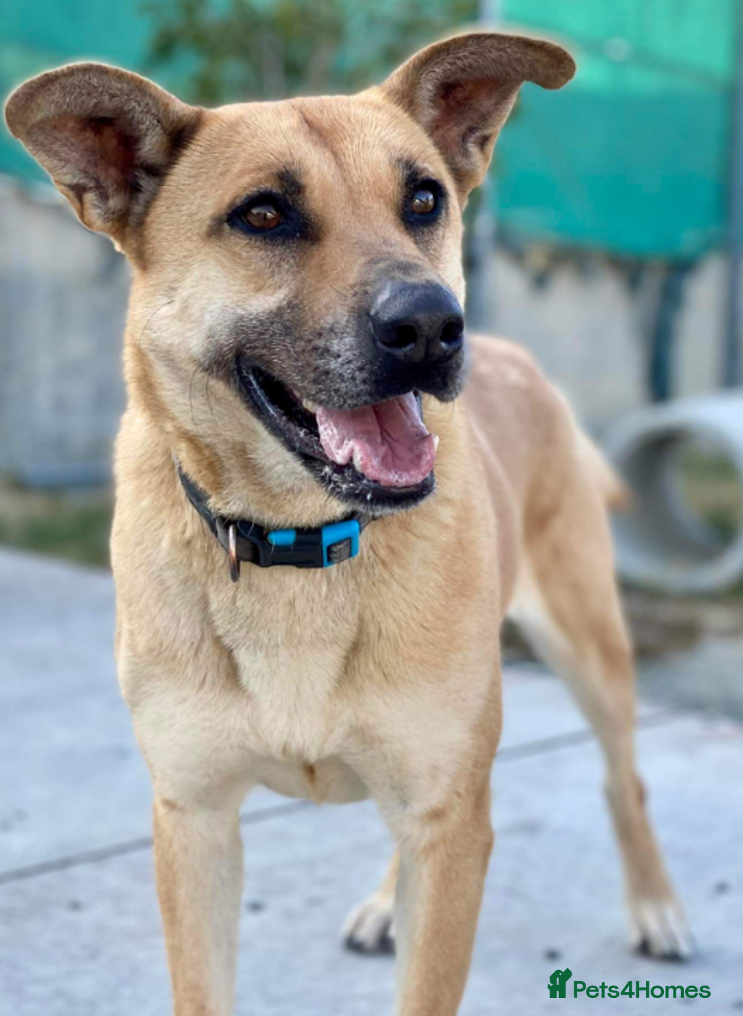 German Shepherd dogs for adoption: Kerry - the unluckiest dog at 2nd Chance - Image 1