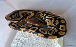 Python Snake reptiles for sale: Royal pythons for sale - Image 4