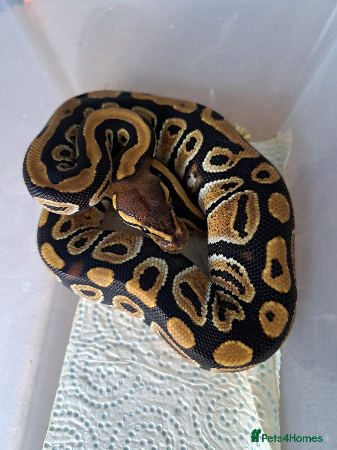 Python Snake reptiles for sale: Royal pythons for sale - Image 4