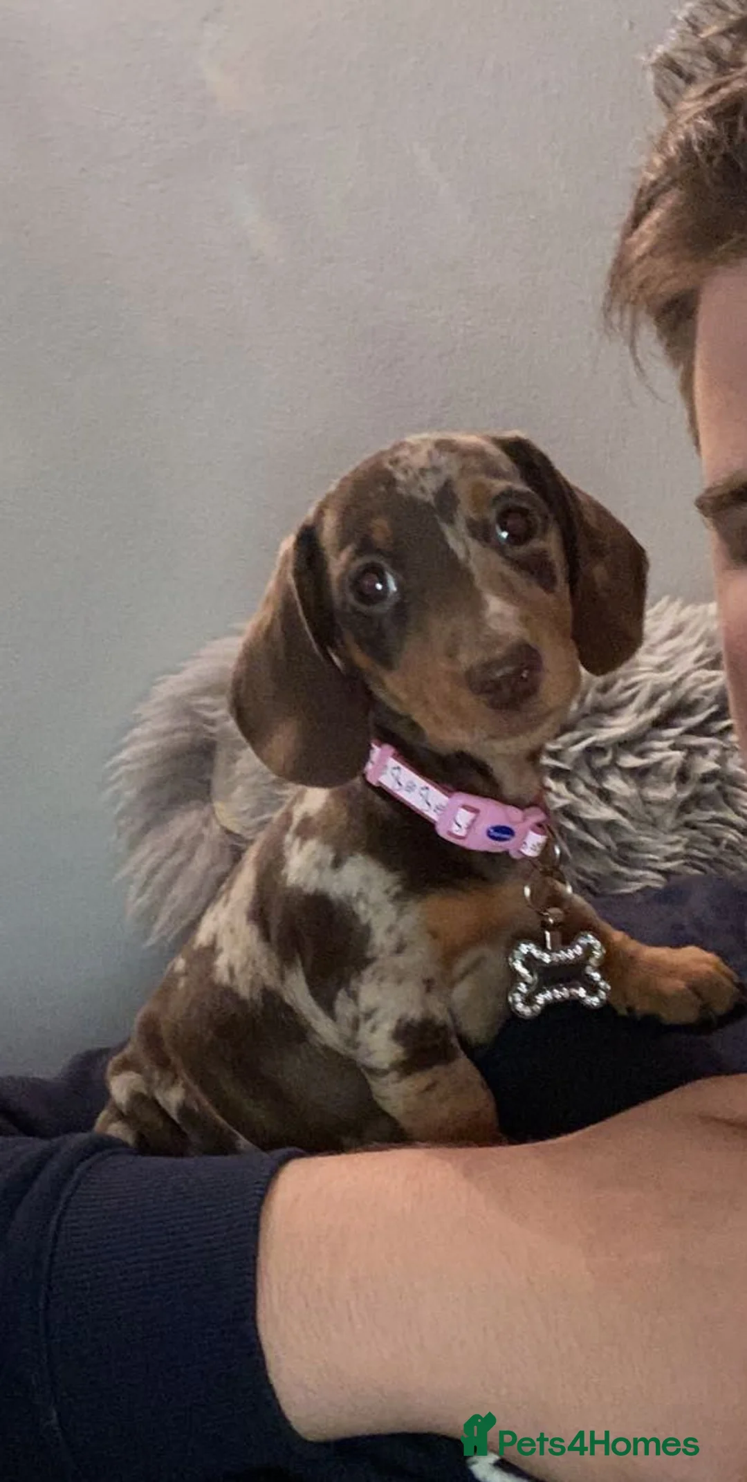 Miniature Dachshund dogs for sale: Extensively health tested mini dachshund puppies. - Advert 2